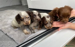 Cocker Spaniel dogs for sale: Cocker spaniel puppys - Image 9