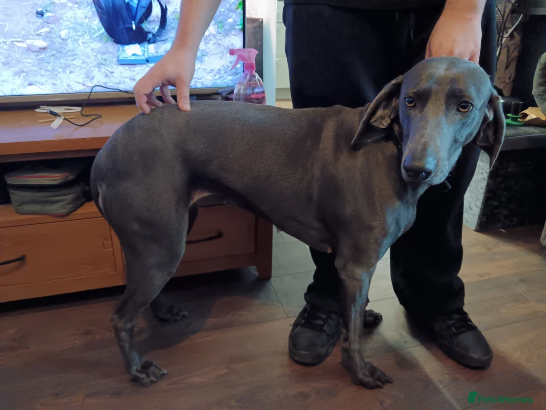 Weimaraner dogs for sale: Weimarner  - Advert 2