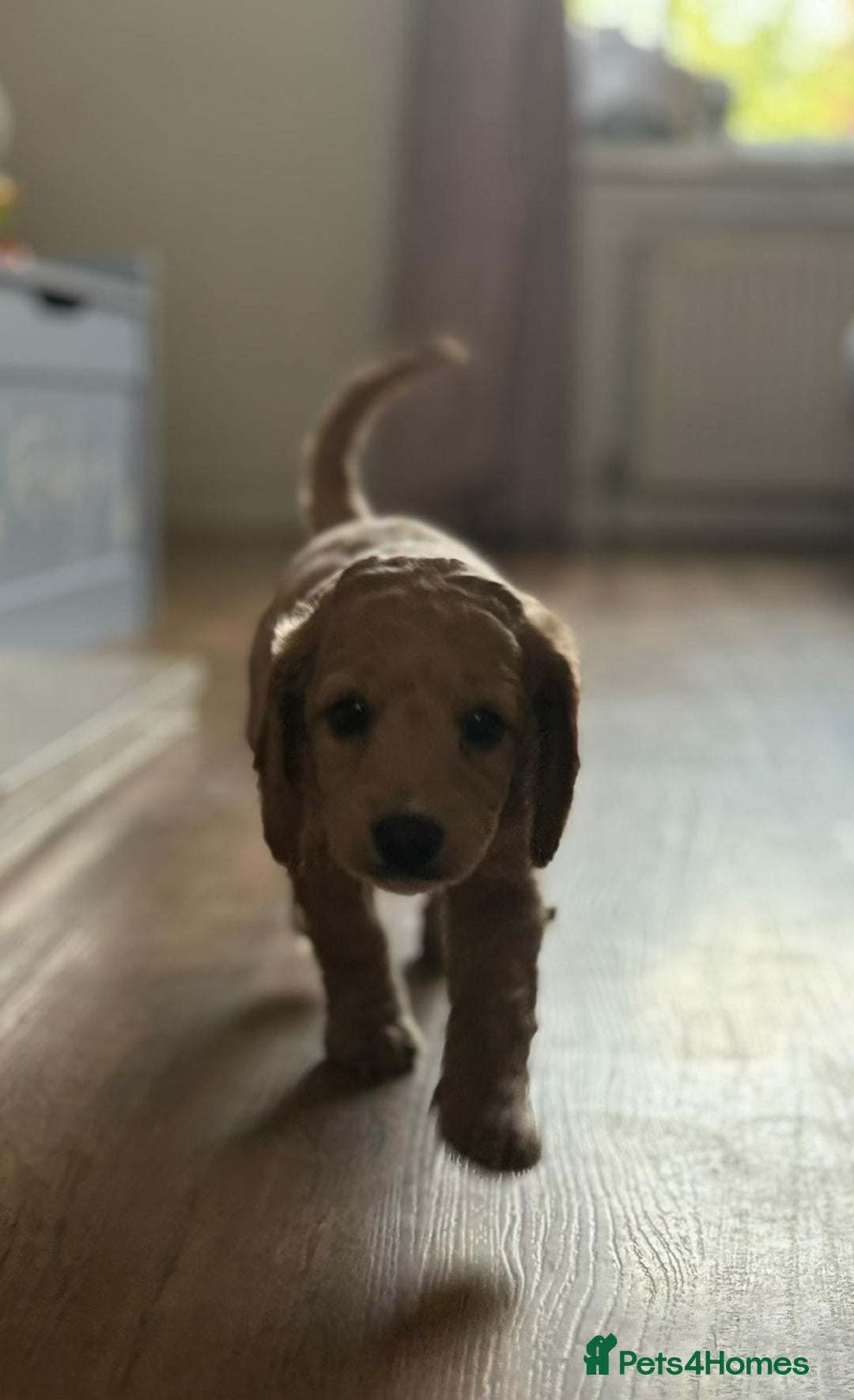 Cockapoo dogs for sale: 2 female cockapoos 7 weeks old - Image 2
