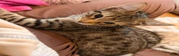 Savannah cats for sale: F4 savannah kittens ready to go - Advert 7