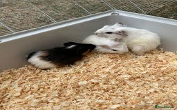 Guinea Pig rodents for sale: Baby Guinea pigs  - Image 1
