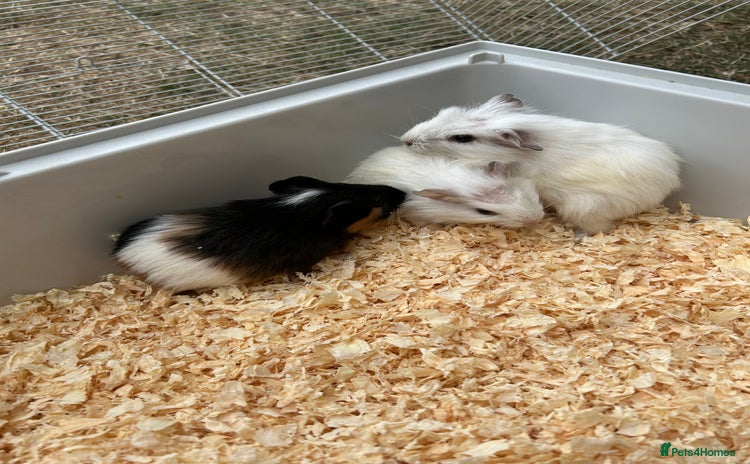 Guinea Pig rodents - Advert 2