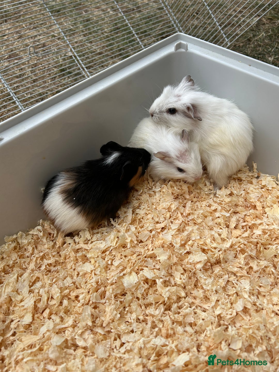 Guinea Pig rodents for sale: Baby Guinea pigs  - Image 1