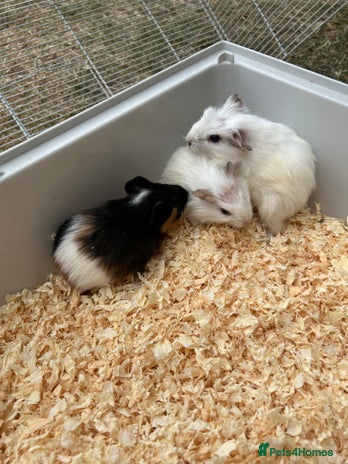 Guinea Pig rodents - Advert 3