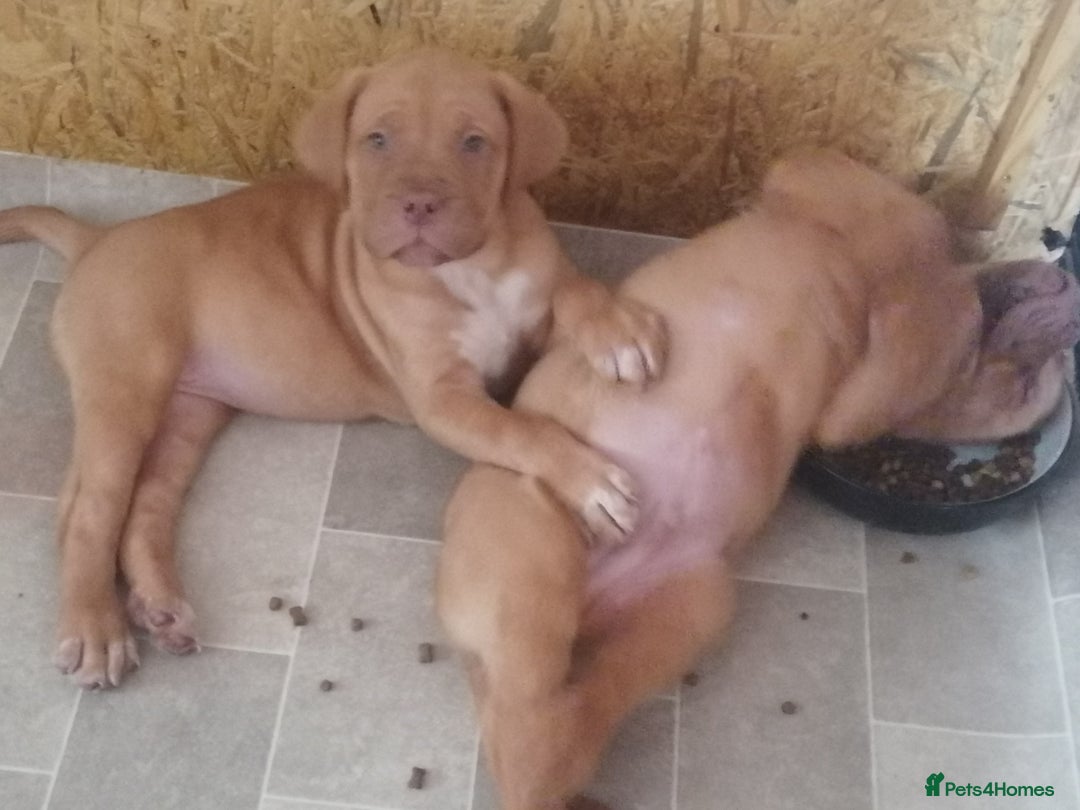 Dogue De Bordeaux dogs for sale: Gorgeous DOUGUE Babies - Image 26