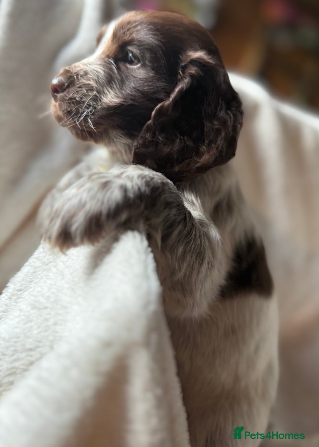 Sprocker dogs for sale: unbelievably marked sprockers 😍 - Image 27