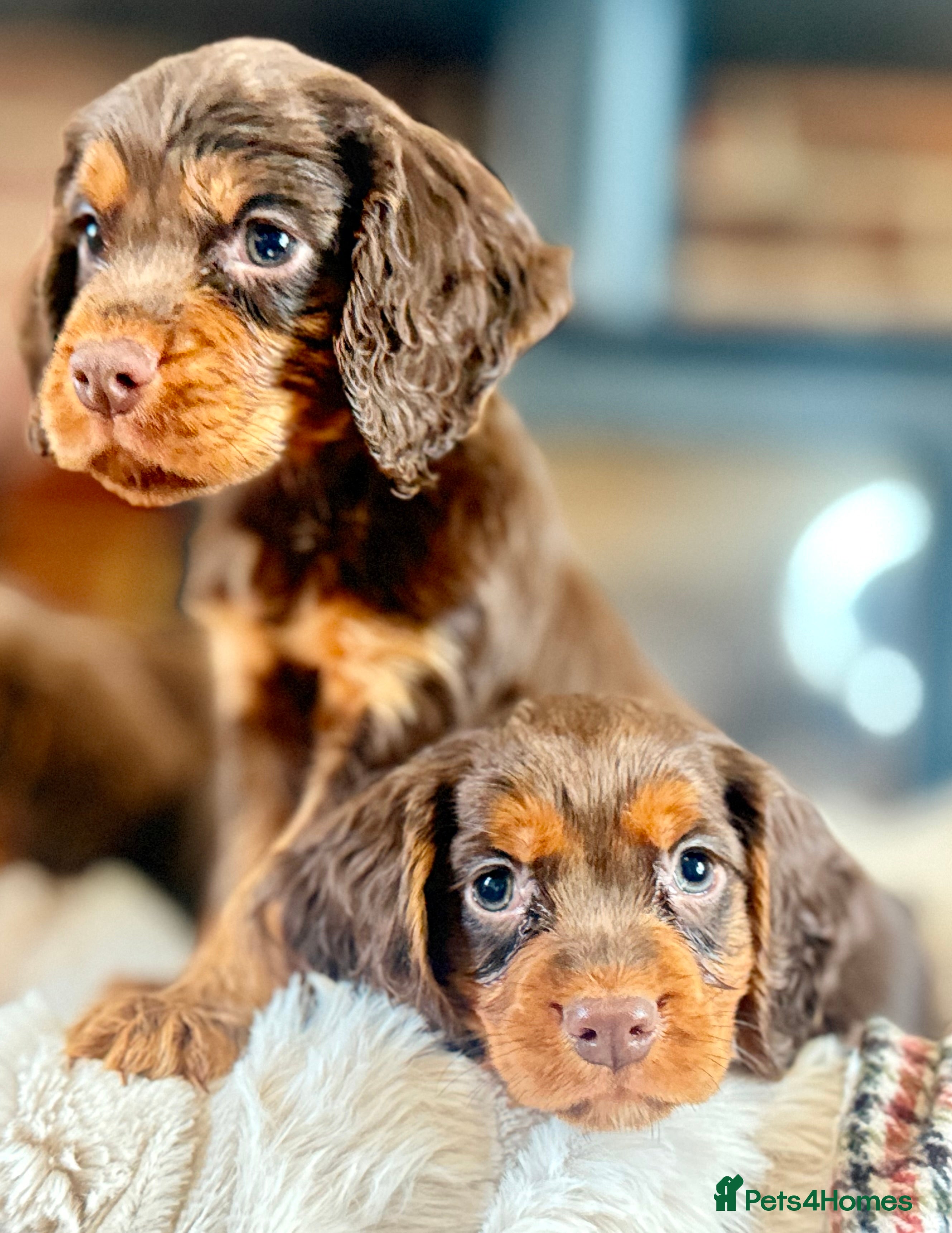 Cocker Spaniel dogs READY TO LEAVE true quality working cocker pups - Advert 5