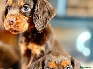 Cocker Spaniel dogs READY TO LEAVE true quality working cocker pups - Advert 5