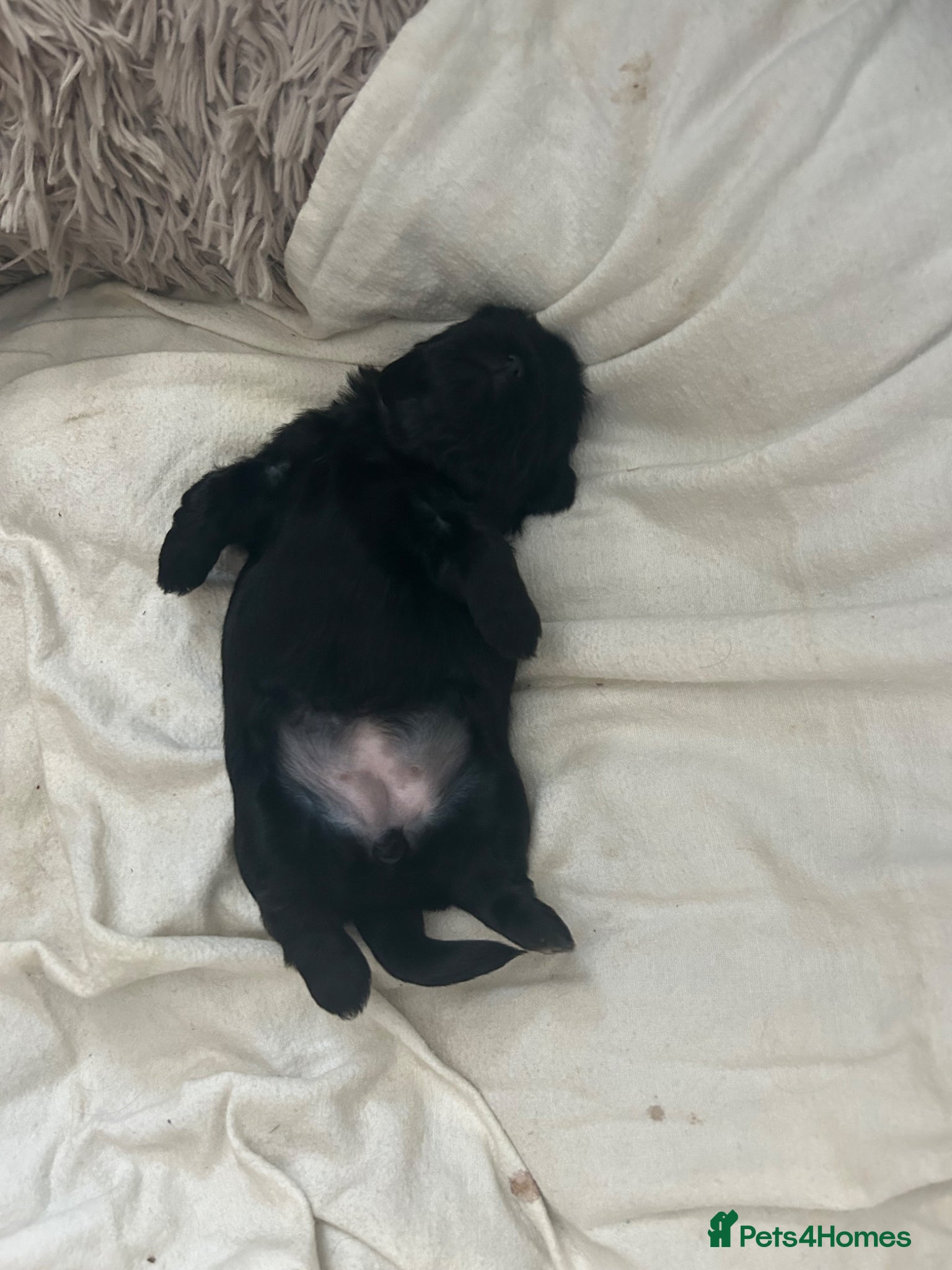 Shih Tzu dogs for sale: Full pedigree imperial Shih ztu - Advert 10