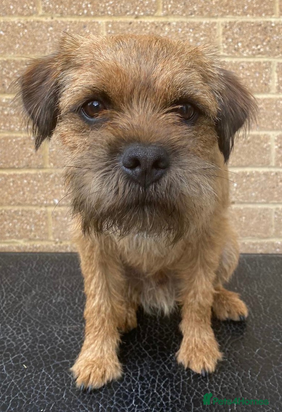 Border Terrier dogs for stud: Gorgeous proven KC Border Terrier at stud in Royston - Advert 4