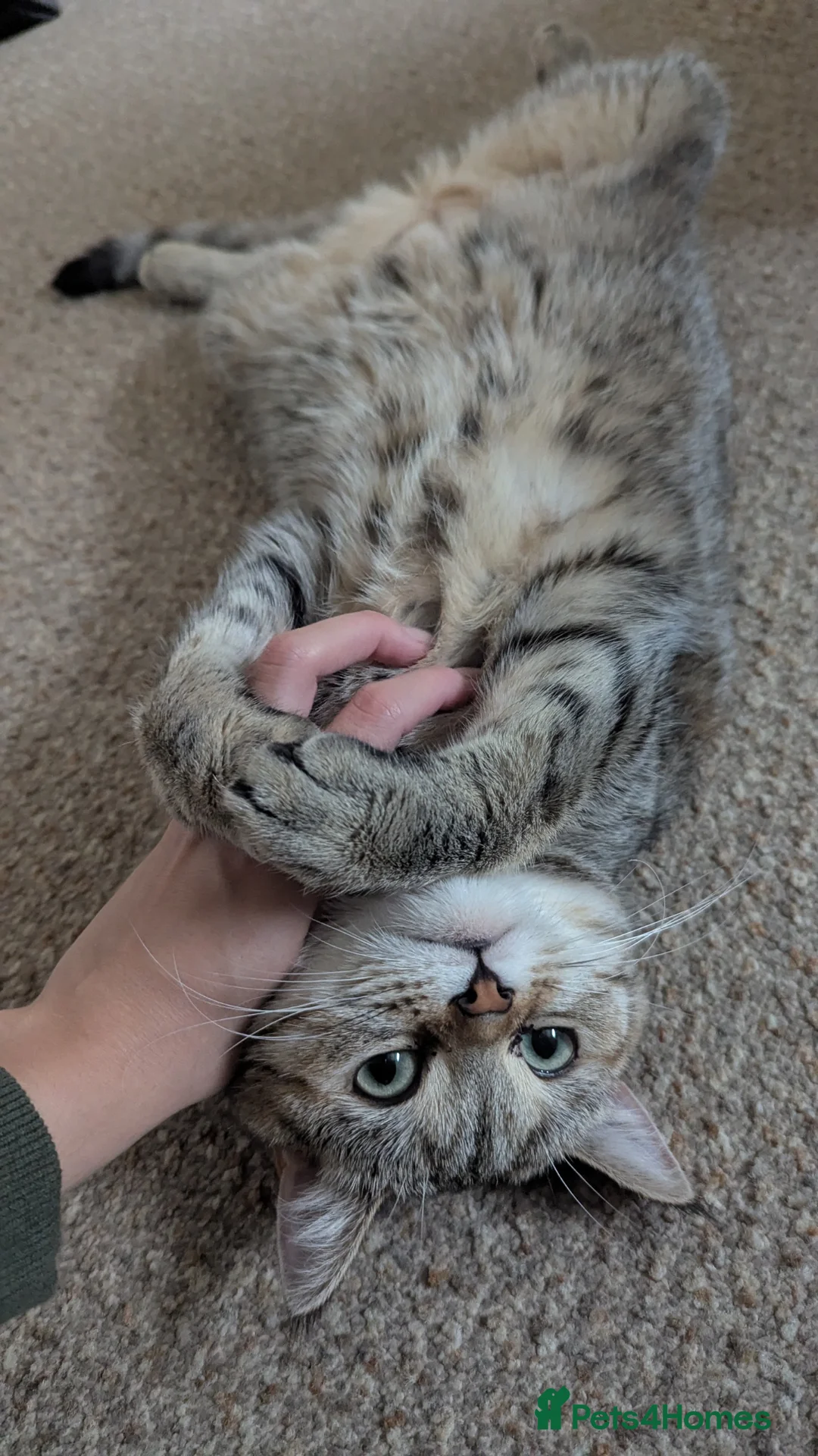 British Shorthair cats for sale: Sweet natured female cat, forever home wanted - Advert 13