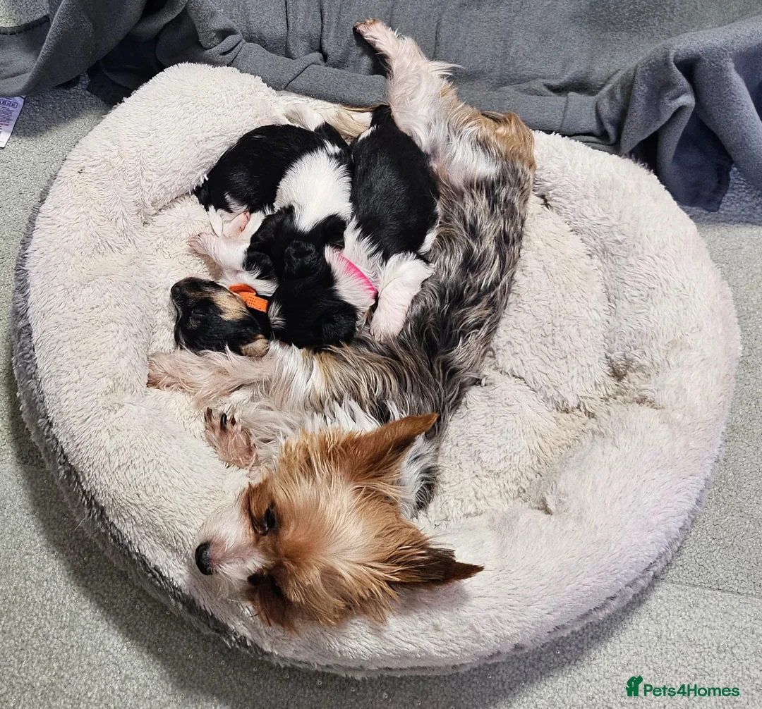 Biewer Terrier dogs for sale: Yorkie / Biewer Tri Coloured Puppies - Advert 3
