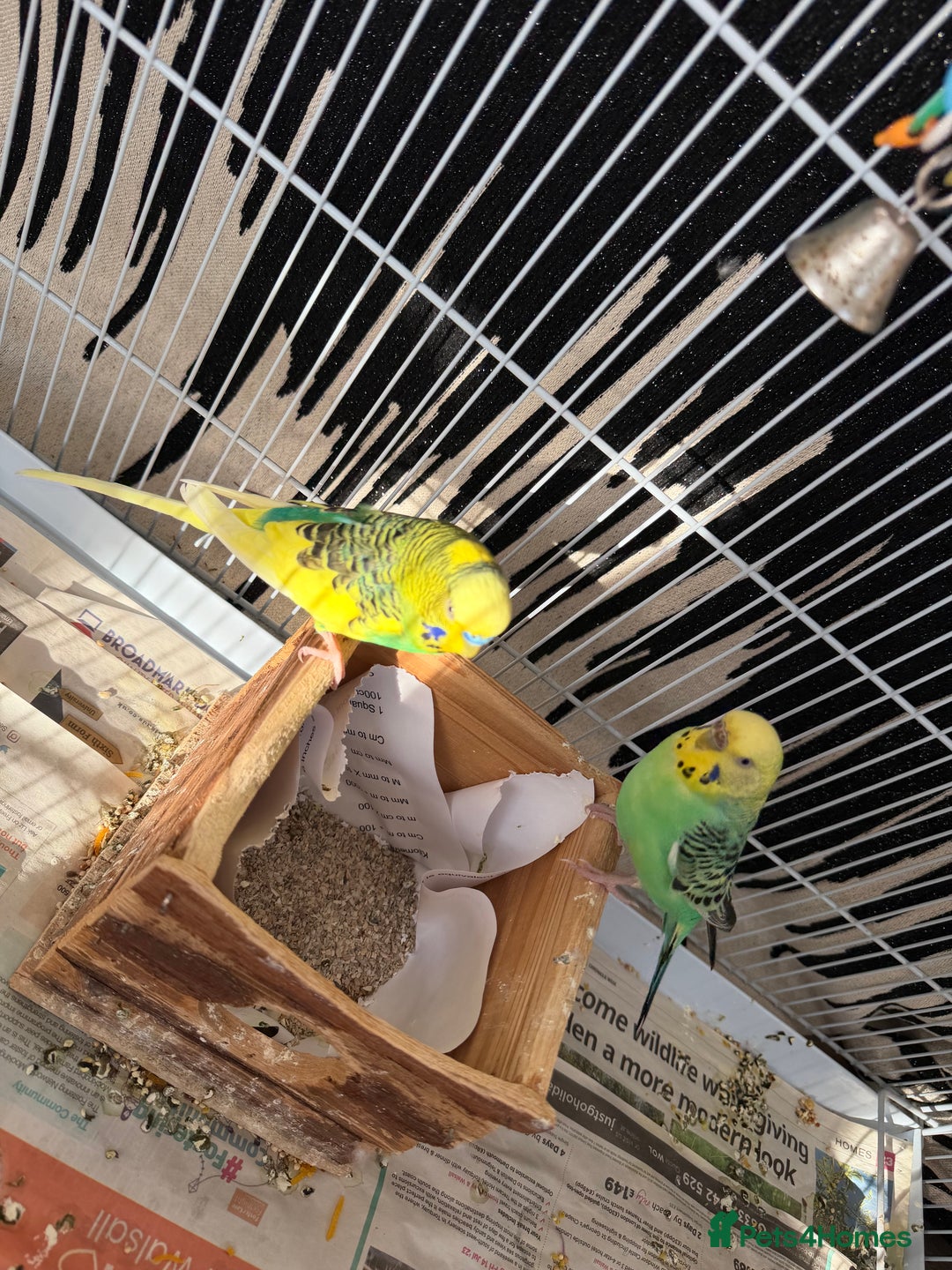 Mixed Breed birds for sale: Budgies for sale - Advert 6