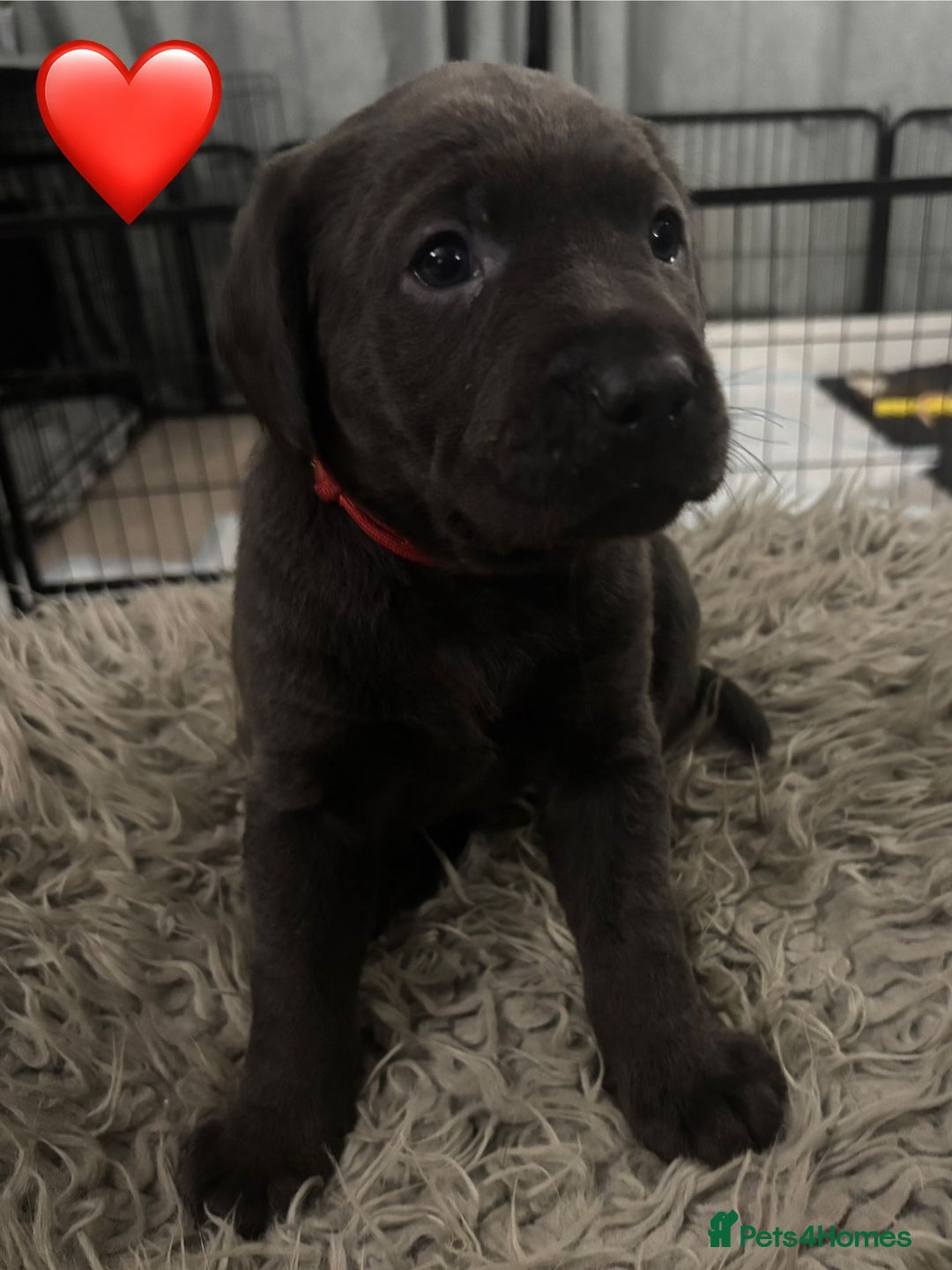 Labrador Retriever dogs for sale: Silver, Charcoal, Champagne Labrador Puppies  - Advert 11