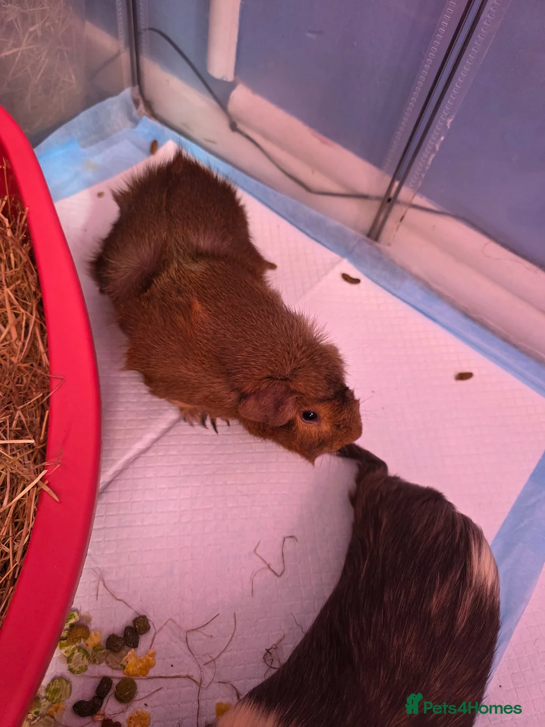 Guinea Pig rodents for sale: ⚠️Free⚠️ 2 male guinea pigs must go together in March - Advert 2