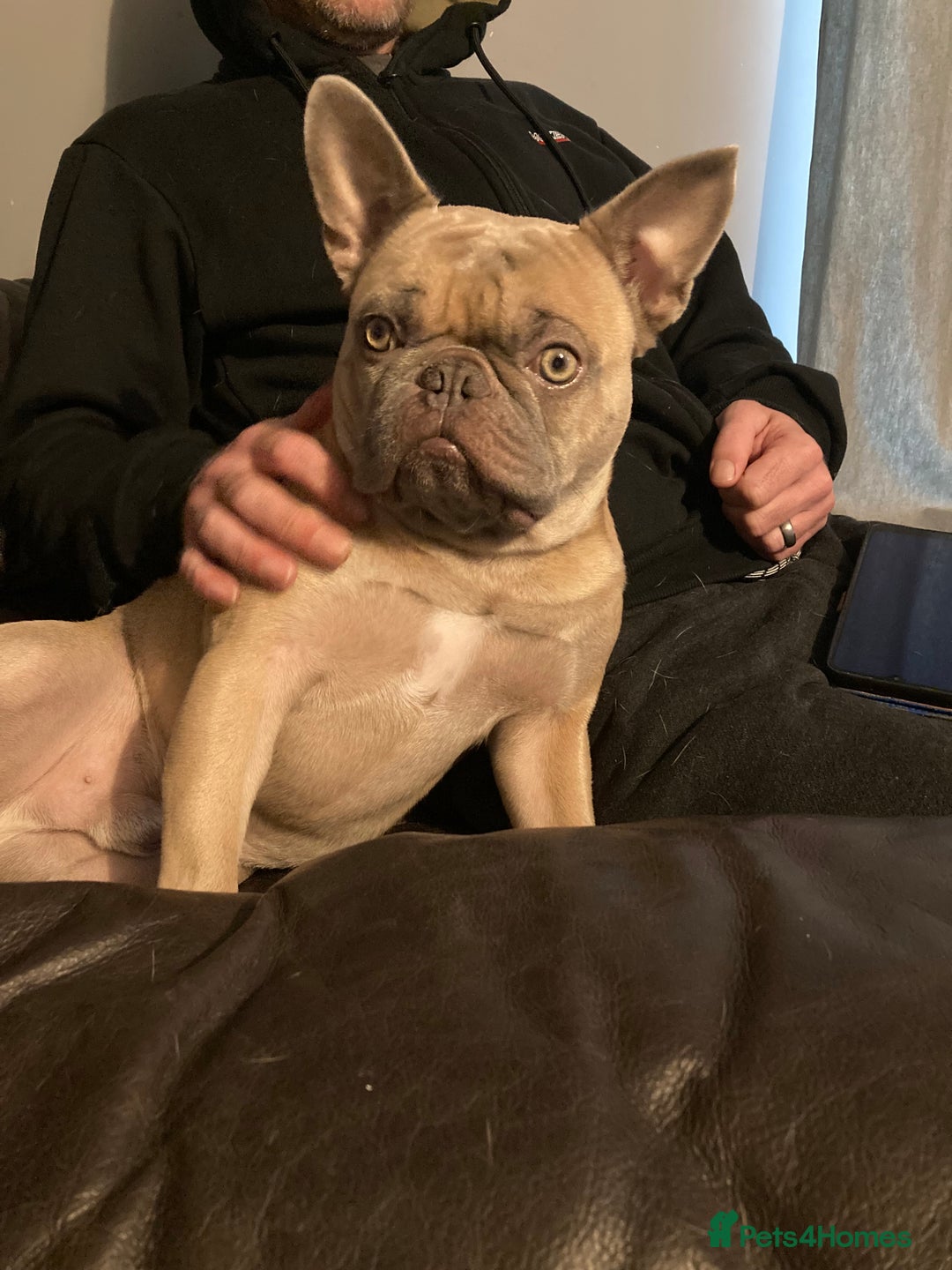 French Bulldog dogs for sale: French bulldog boy 3 years old - Advert 4