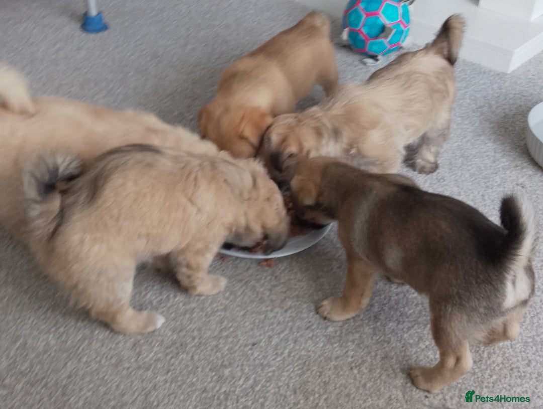 Maltipoo dogs for sale: Maltipoo - Image 14