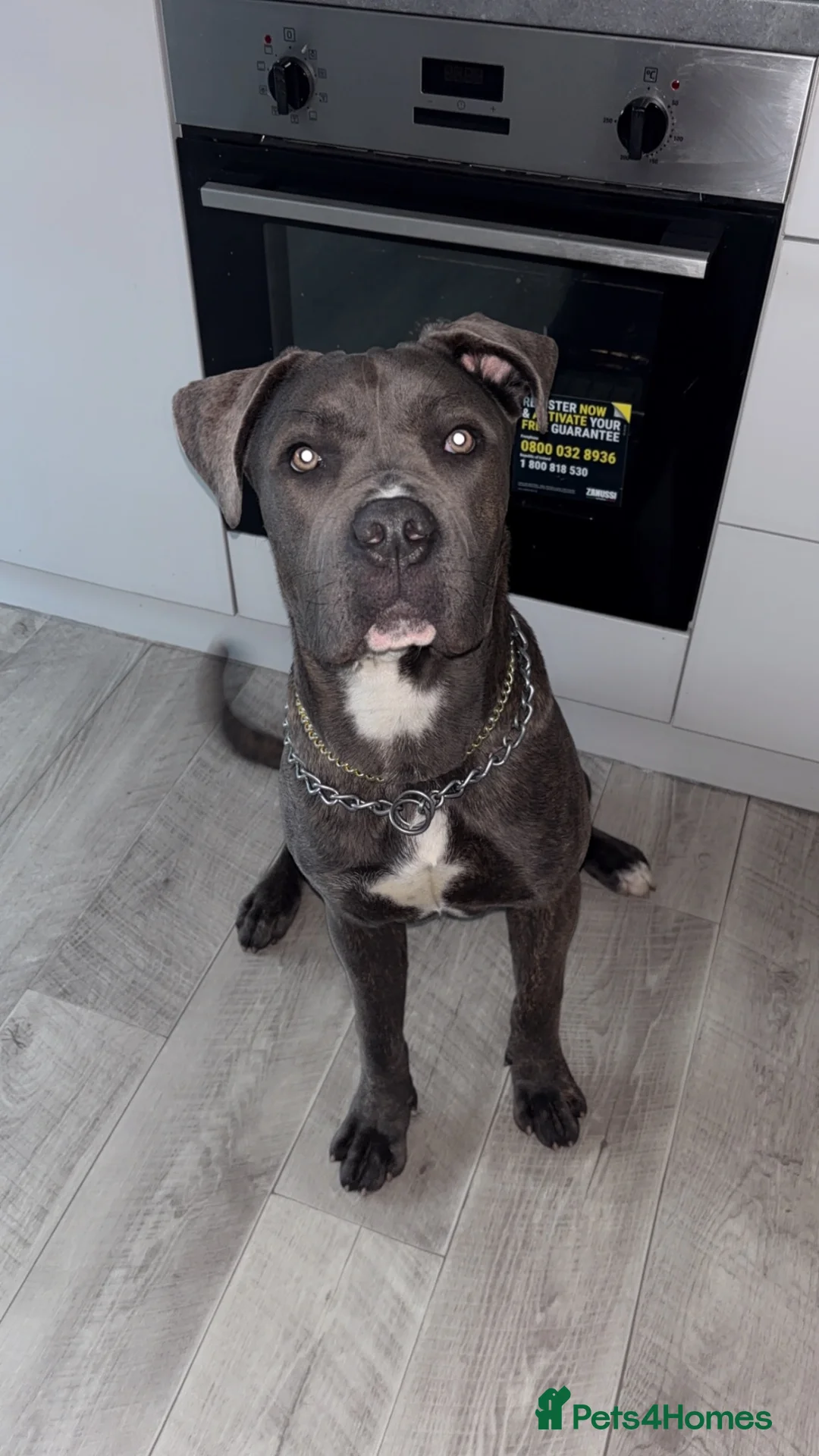 Cane Corso dogs for sale: Cane corso - Advert 2