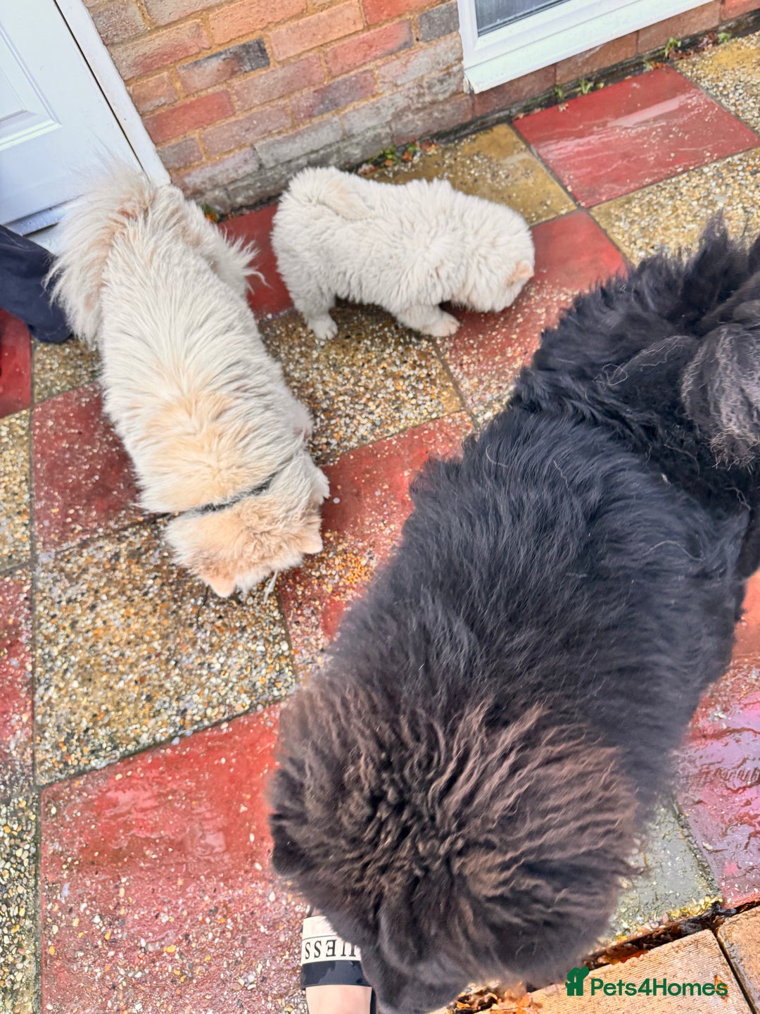 Chow Chow dogs for sale: Chow chow puppies  - Advert 7