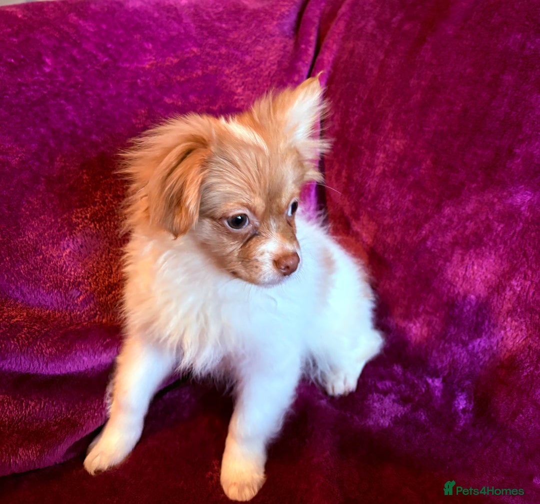 Mixed Breed dogs for sale: IMPERIAL SHITZU x POMERANIAN PUPS - Image 4