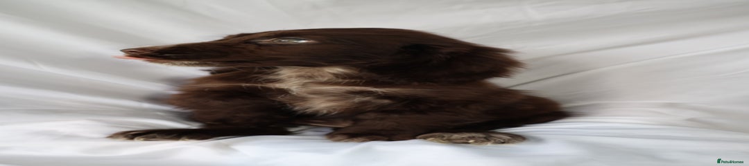 Cocker Spaniel Puppy 5