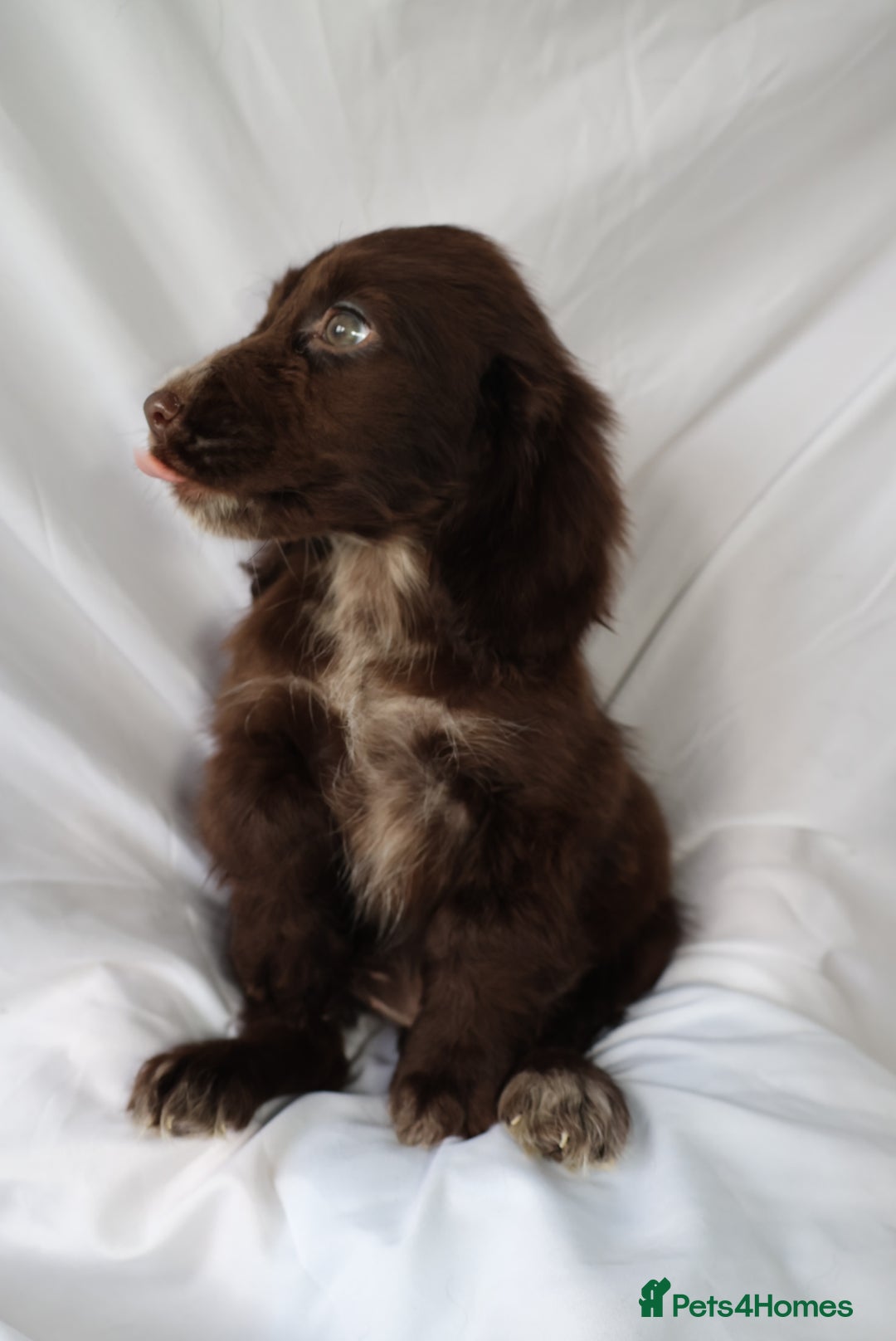Cocker Spaniel dogs for sale: Championline Cocker Spaniel - Advert 18