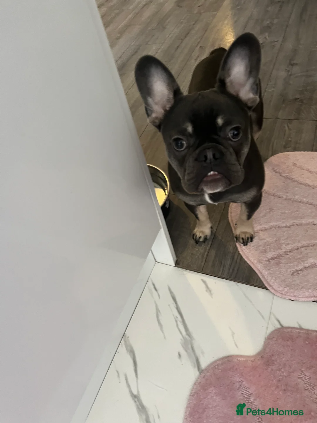 French Bulldog dogs for sale: lovely little boy french bulldog  in Ferryhill - Advert 4