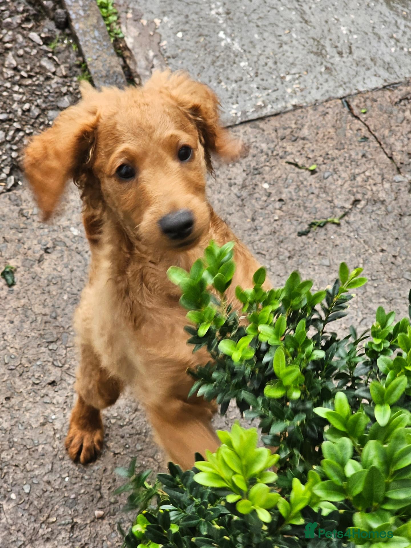 Cavapoo dogs 3 F1B Cavapoo Puppies Looking for Loving Homes - Advert 4