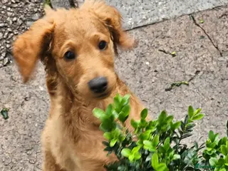 Cavapoo dogs 3 F1B Cavapoo Puppies Looking for Loving Homes - Advert 4