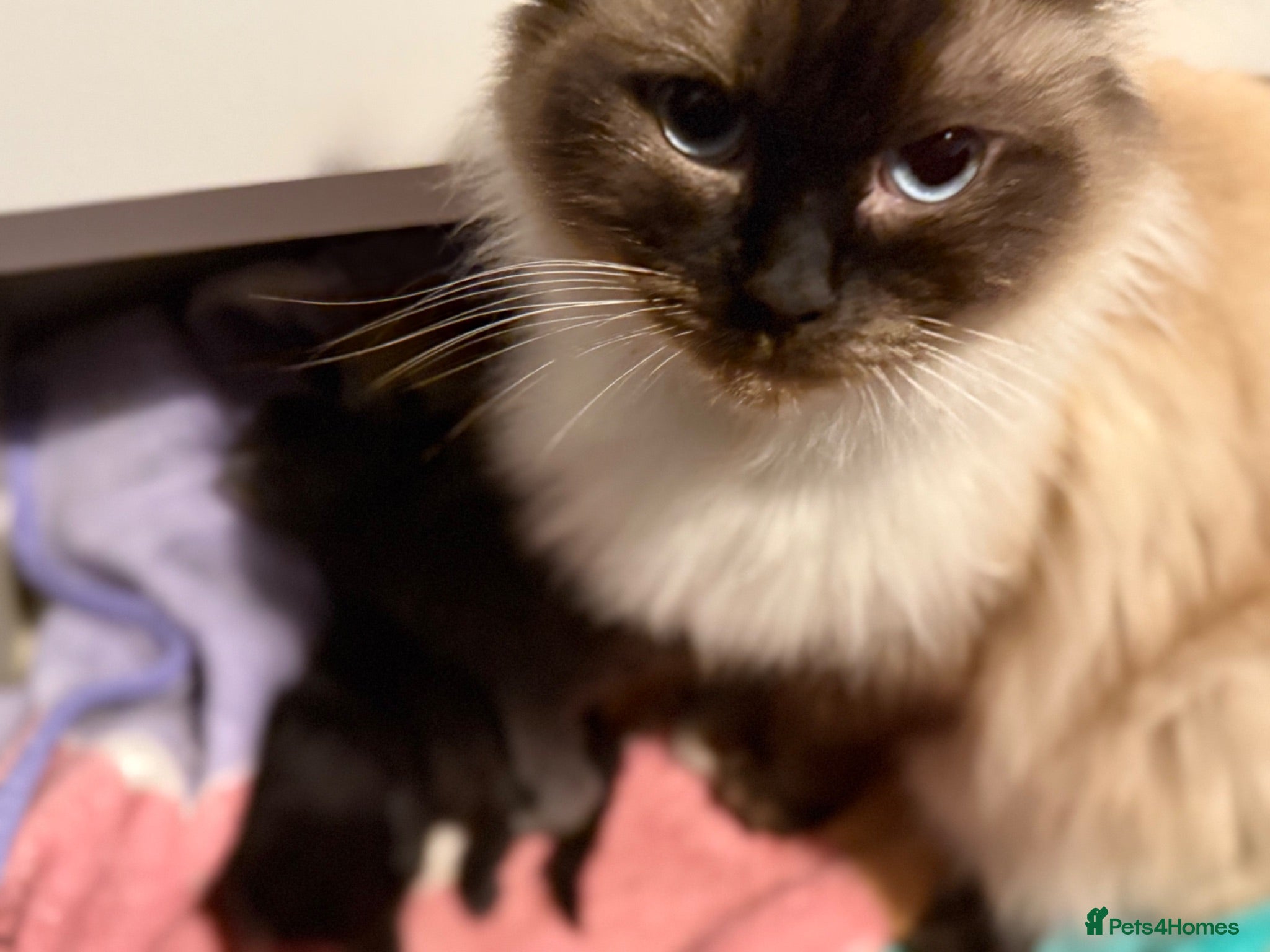 Ragdoll cats READY Ragdoll x British blue  - Advert 2