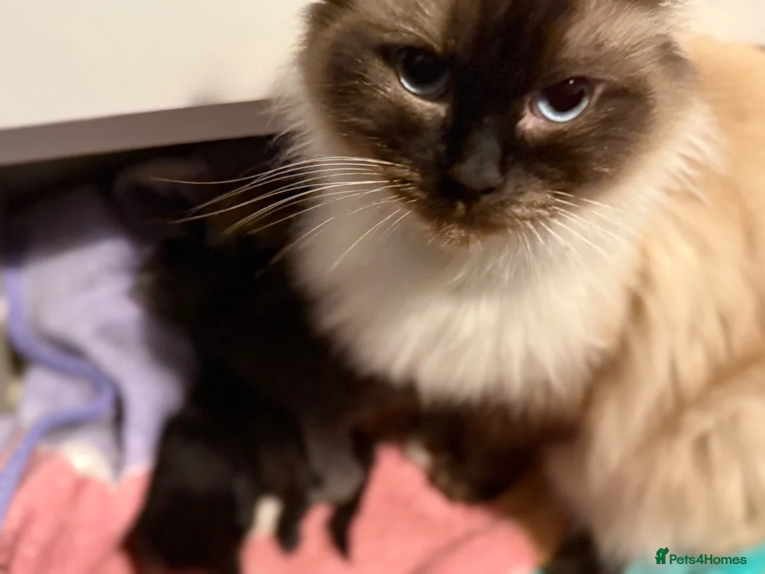 Ragdoll cats for sale: READY Ragdoll x British blue  - Advert 1