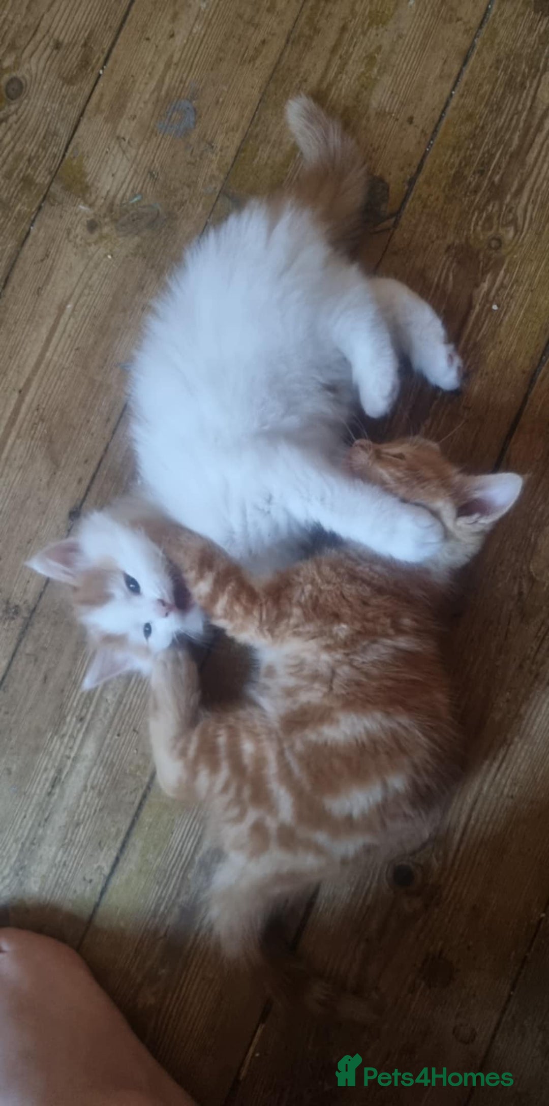 Mixed Breed cats for sale: Adorable Kittens. Ginger males - Image 7