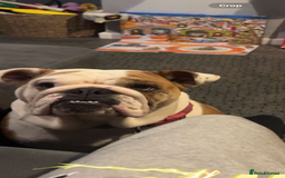 English Bulldog dogs for sale: English bulldog Lola  - Image 4
