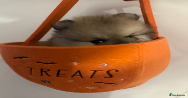 Pomeranian dogs - Advert 10