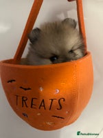 Pomeranian dogs - Advert 10