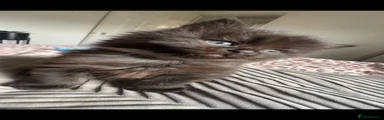 Ragdoll 4
