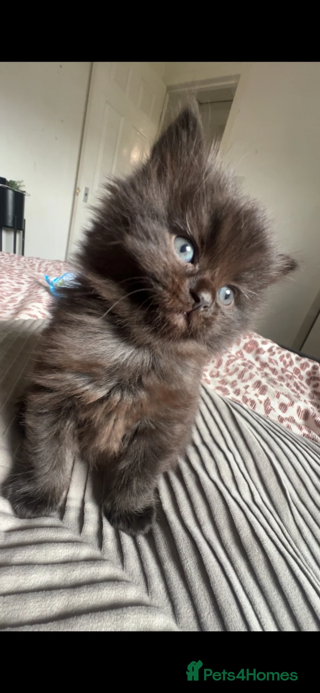 Ragdoll cats for sale: Gorgeous ragdoll kittens  in Livingston - Advert 7