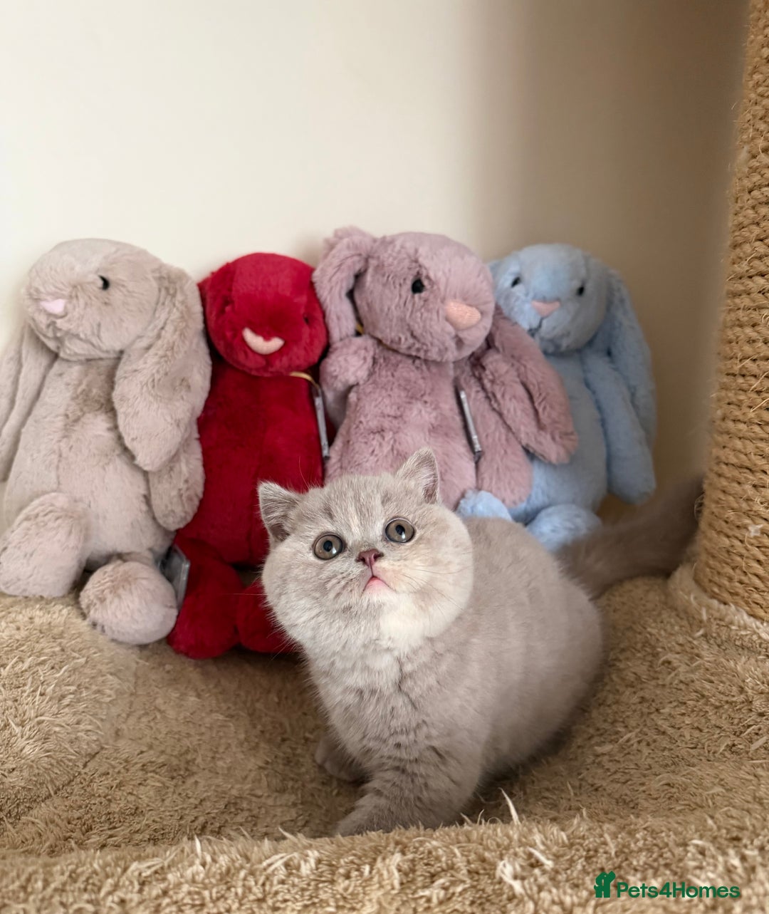British Shorthair cats for sale: Lilac Tortie British Shorthair Female - Advert 2