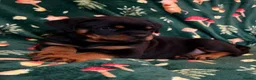 Rottweiler dogs for sale: Beautiful Rottweiler Puppies Available  - Advert 35