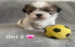 Shih Tzu dogs for sale: 🐶Shih tzu puppies for sale 🐶 - Image 3