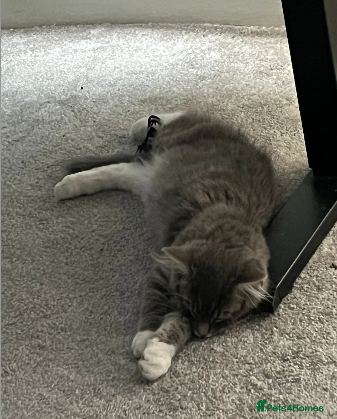 Ragdoll cats for sale: Ragdoll Mix boy looking for a loving home - Advert 4