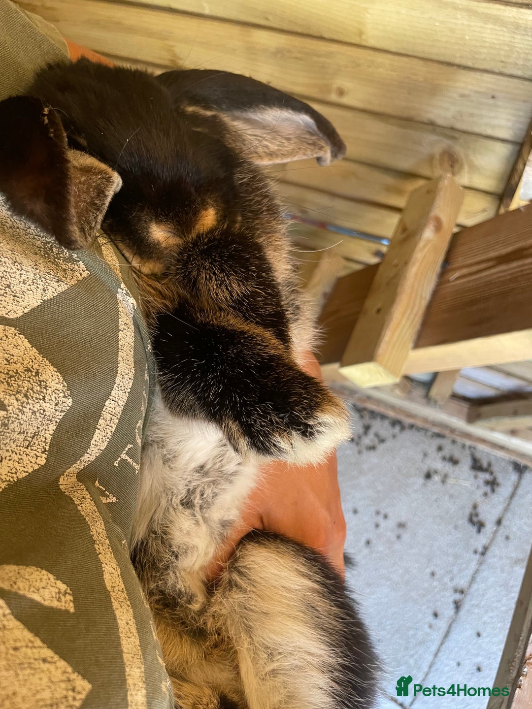 French Lop rabbits for sale: Giant French lop boy not dwarf lop - Image 2