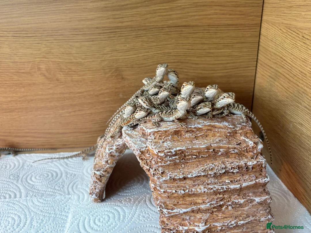 Bearded Dragon reptiles for sale: Baby Bearded Dragons - Advert 3