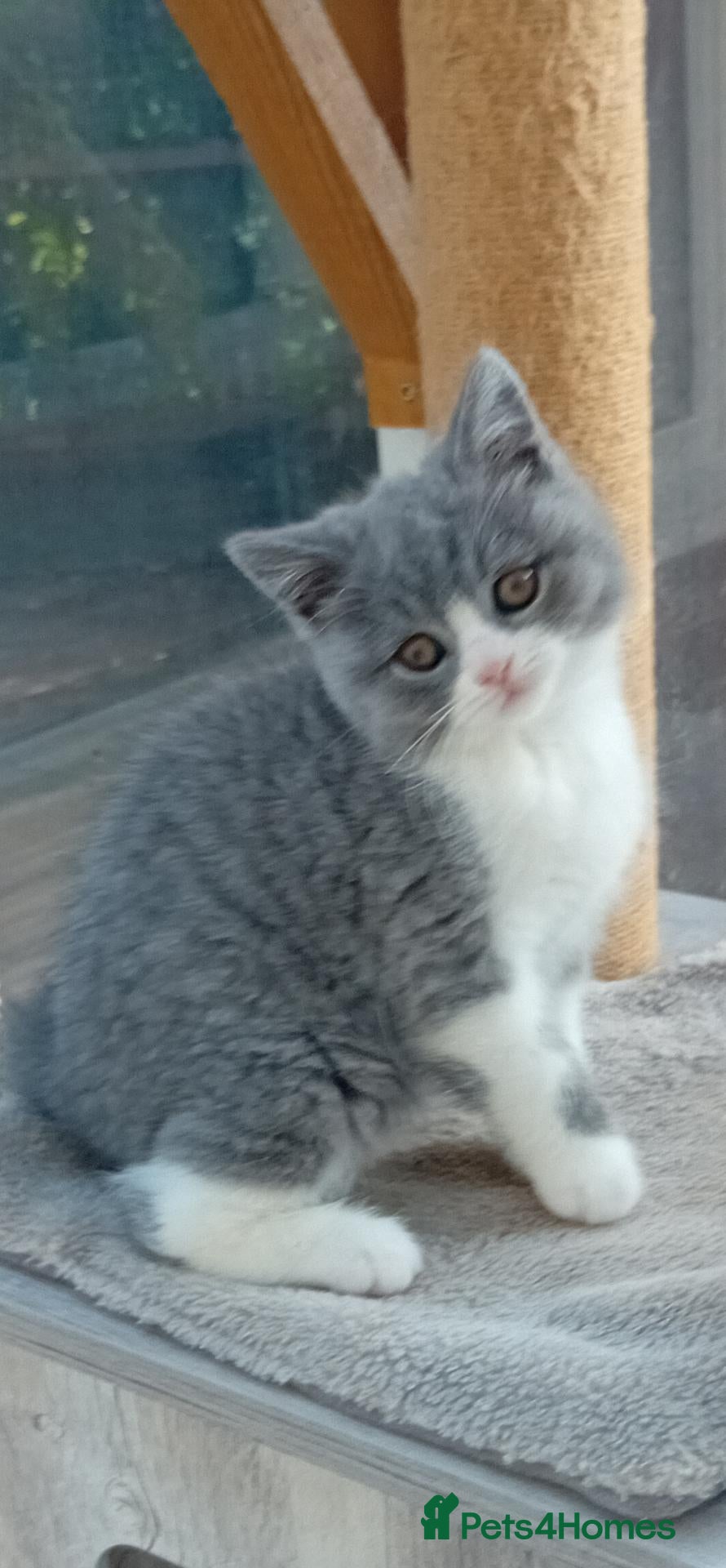 British Shorthair cats for sale: Beautiful British short-hair kittens  - Advert 1