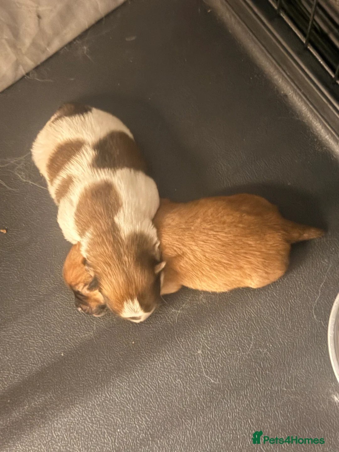 Mixed Breed dogs for sale: German spitz mix with pomchi  - Advert 23