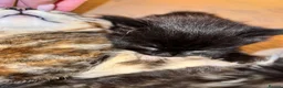 Mixed Breed cats for sale: Mixed kittens  in Kidderminster - Advert 3