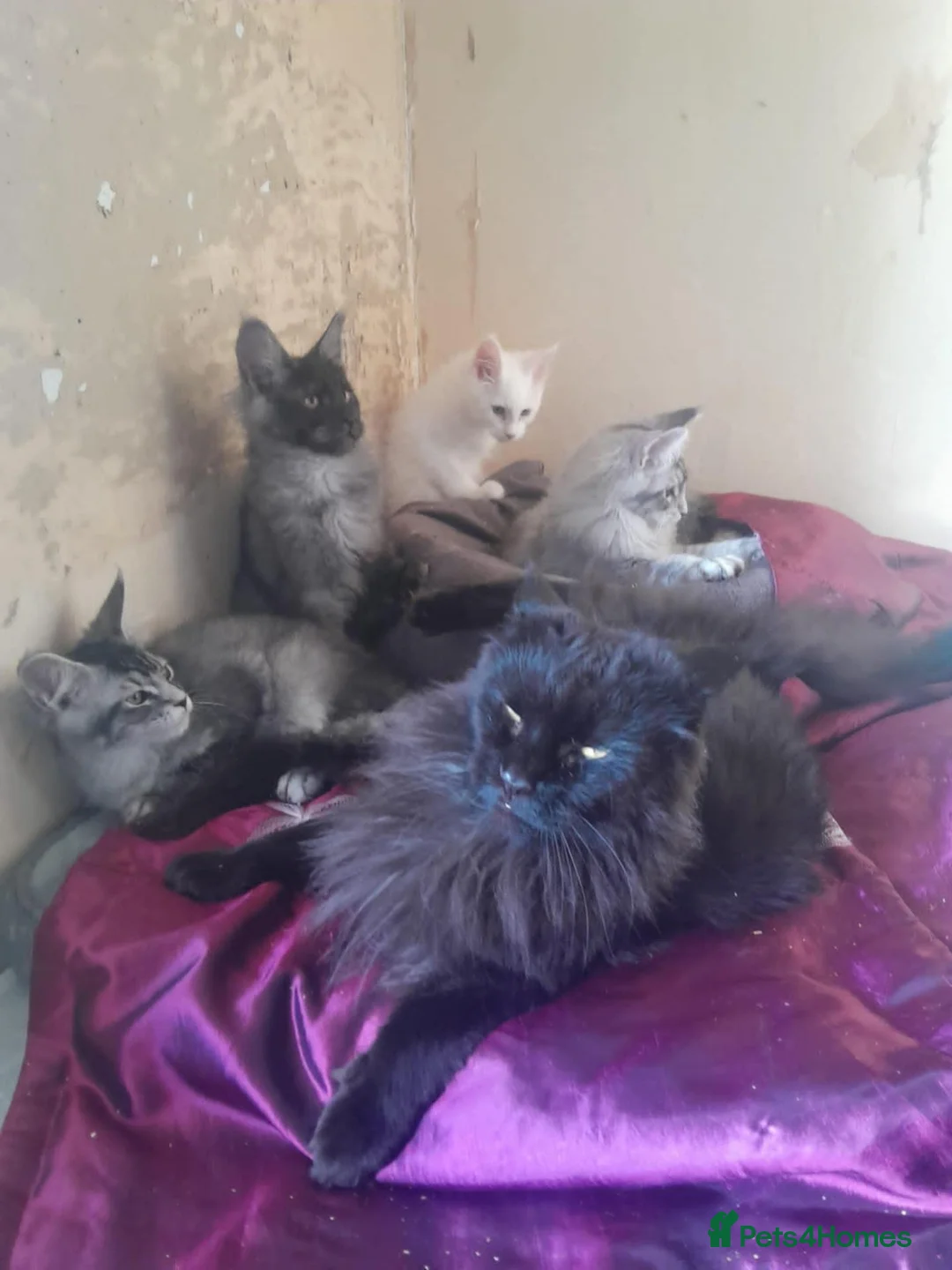 Maine Coon cats for sale: black silver ticked ns25 polydactyl - Advert 2