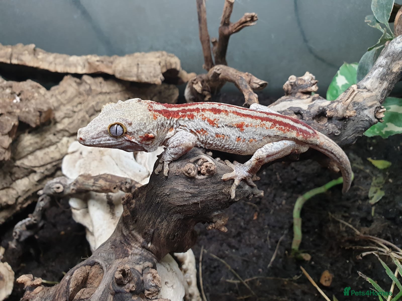 Gecko reptiles Red stripe Full grown male gargoyle gecko - Advert 1