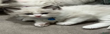 Ragdoll 1