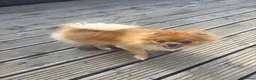 Pomeranian dogs for sale: Pomeranian puppy  in Hengoed - Advert 4